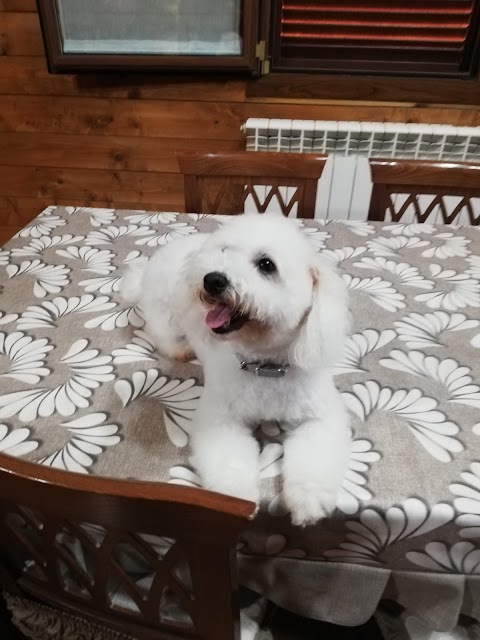 El Chico Del Pelo Toelettatura