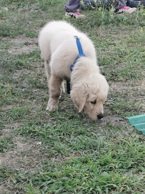 Centro di Educazione del Cane CANI ED EMOZIONI