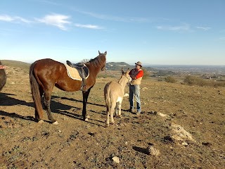 A.S.D. Ranch Country Life - Sez. Cavalieri della Carlotta