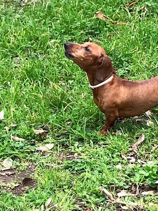 Ambulatorio Veterinario Porcino Giorgio