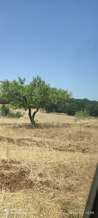 Bosco di mesola