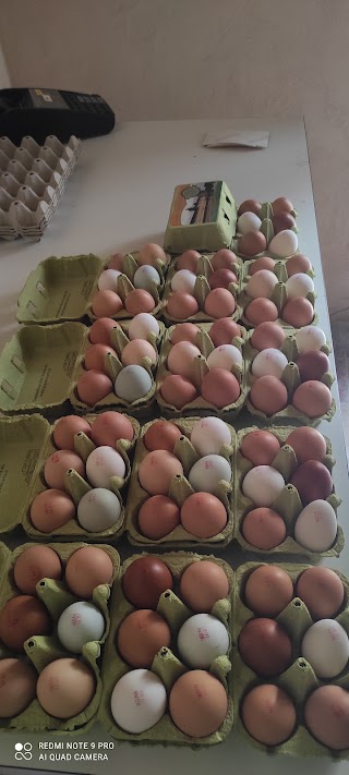 Distributore uova
