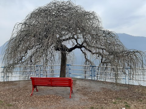 Centro Estetico Panacea Di Salghetti Giulia