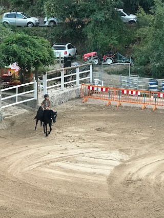 Aragona Arabians Horses Club