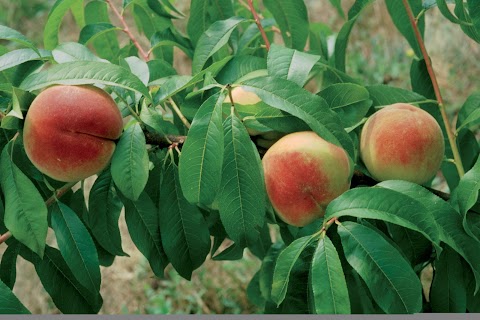 Cia Agricoltori Italiani San Donà di Piave