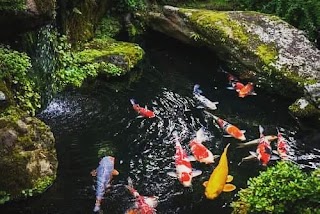 Gardens & Koi