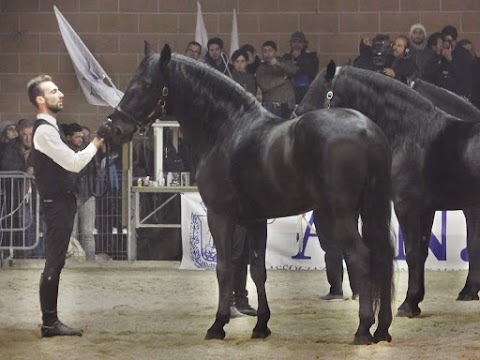 Accademia nazionale di arte equestre "Il nero luminoso"