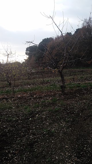 Bosco Patanella Alta Murgia