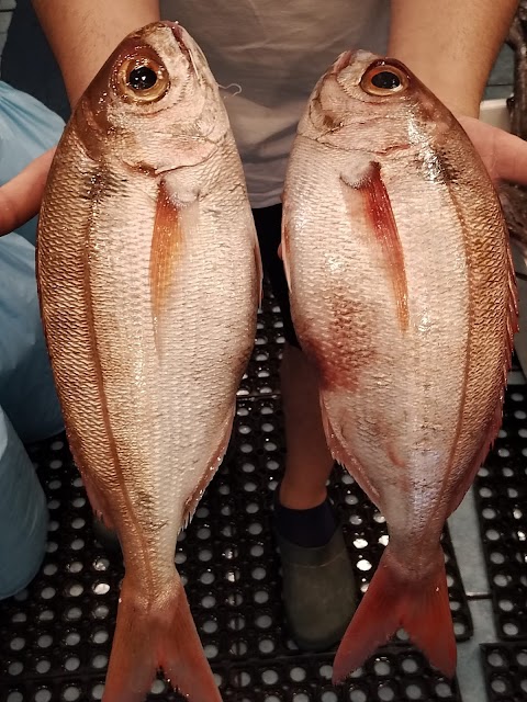 Pescheria e Friggitoria Azzurra O' Turrese - Consegna a domicilio - Pesce fresco tutti i giorni