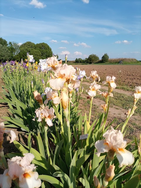 Societa' Cooperativa Agricola Ca' Magre