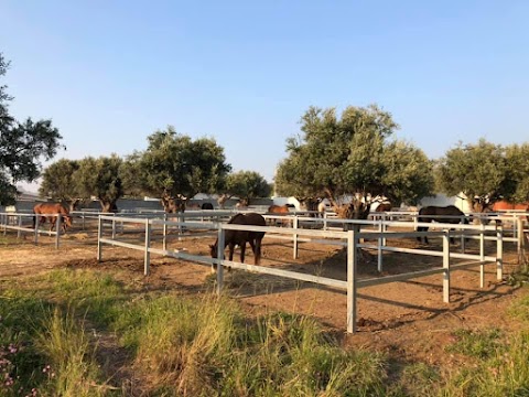 Centro di riproduzione equina Scaravet