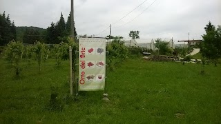 Azienda Agricola Di Recchi Stefano