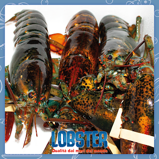 Lobster - Qualità dai mari del mondo