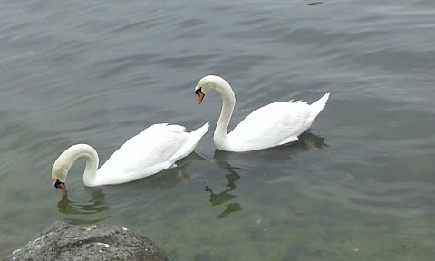 Consorzio Lago di Bracciano