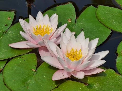 Orto botanico "Giardino dei Semplici" - Università di Firenze