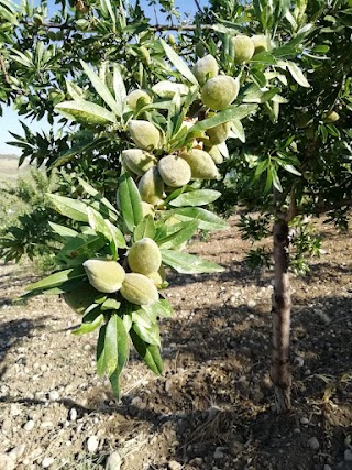 Azienda agricola Cusumano Caterina