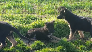 L' Oasi Dei Cuccioli Di Jacopo