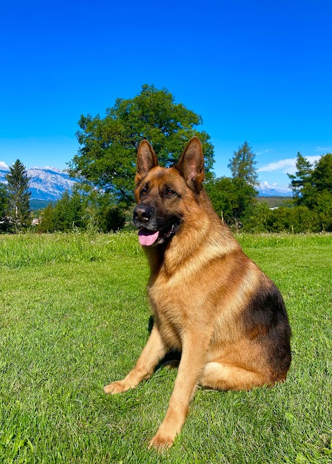 Allevamento cinofilo della Rosa Canina - pensione per cani - toelettatura per cani