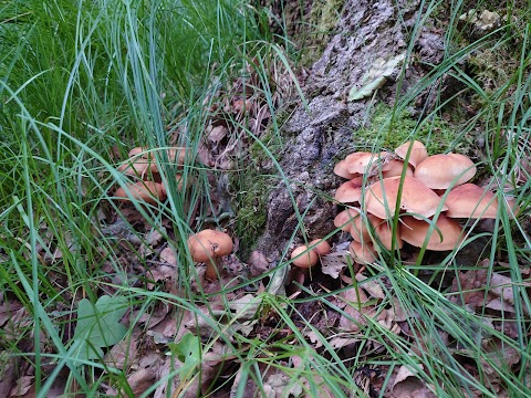 Il Lagone - Parco Naturale dei Lagoni di Mercurago