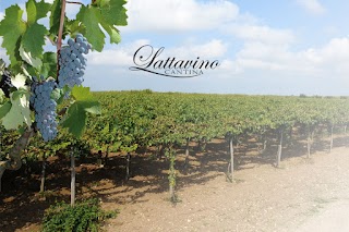 Cantina Lattavino