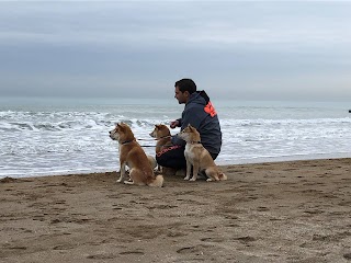 Veterinario Comportamentalista Stefan Ghiuta