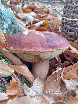 Vendita permessi per ricerca funghi