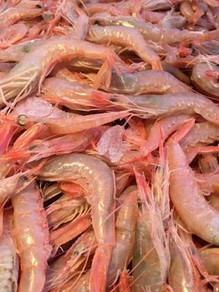 Pescheria Pesce Da Terracina 2