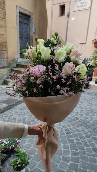 Fiori e Piante Pina