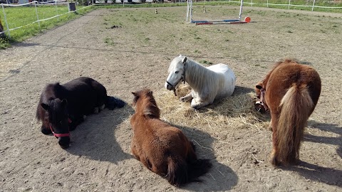 CENTRO EQUESTRE IL MORARO A.S.D.