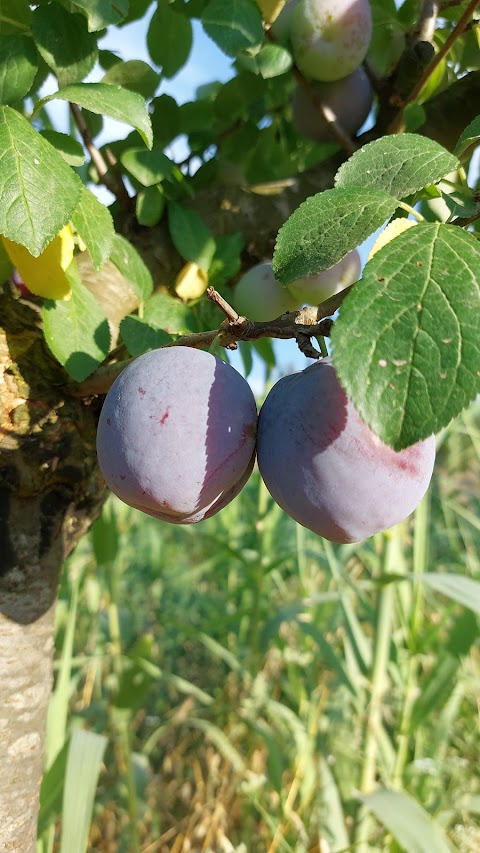 AZIENDA AGRICOLA TERREALSOLE