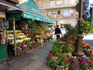 G32 Piante e Fiori