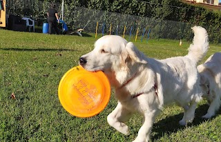 Pensione per cani e Addestramento Bau School