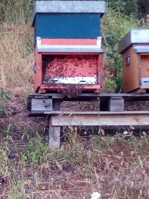 Chianti Food Forest