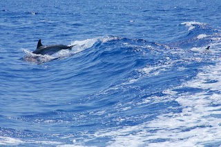 Whalewatch Genova