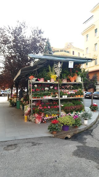 Piante e fiori mario