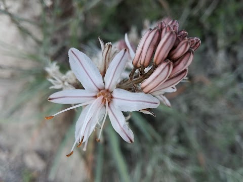 Riserva naturale orientata Pino d'Aleppo