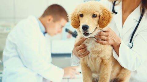 Clinica Veterinaria Croce Azzurra