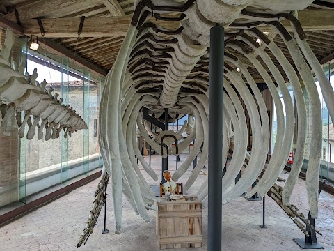 Museo di Storia Naturale dell'Università di Pisa