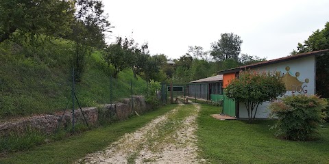 Pensione e toelettatura per Cani Dog Resort