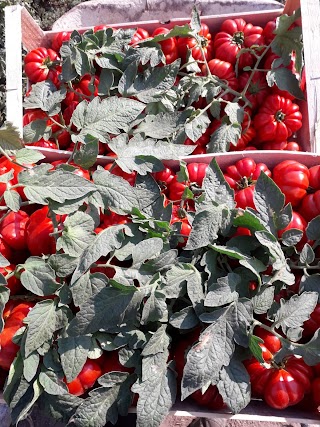 Azienda Agricola di Fabiana Cecchini