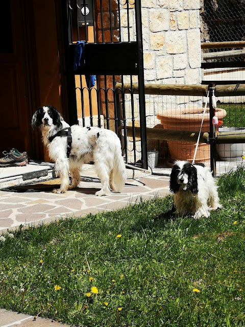 Ambulatorio Veterinario Ai Ferri