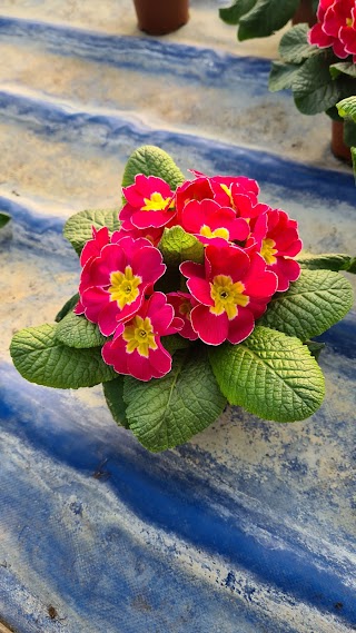 Eredi di Bertolin Amorveno di Bertolin Maurizio. Floricoltura, fiori, orto e vivaio.