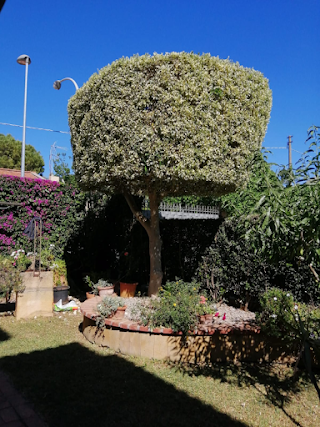 Le Fantasie del Giardiniere di Cassarà Salvatore