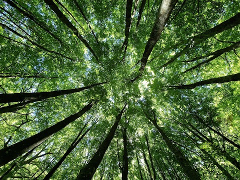 Oasi WWF Montagna di Sopra di Pannarano