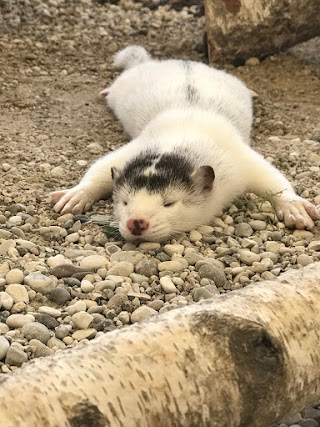 Allevamento Amatoriale Animali Esotici Io&Te