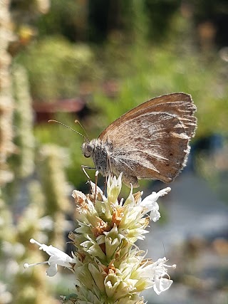 Herbarium di Annalisa Ciani