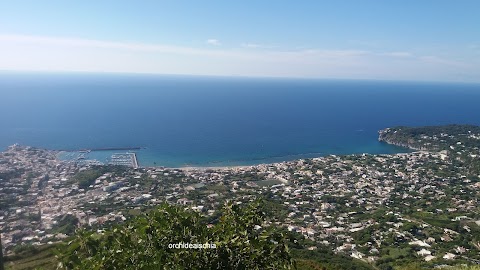 L'Orchidea Di Castaldi R.