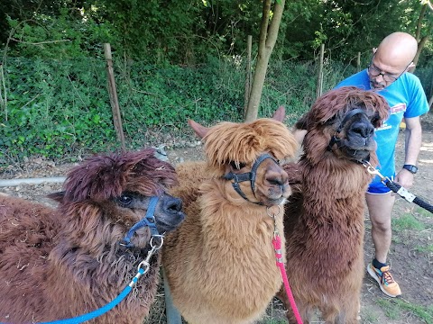 Trekking con alpaca e lama