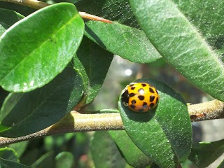 Lavanderia Pagliarini Carla