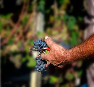 Azienda Agricola DENOMINATA Vacca Francesco & Mario di Saverio Vacca- Saverio Vacca +39 335/7540620 CANTINA SAVERIO VINI